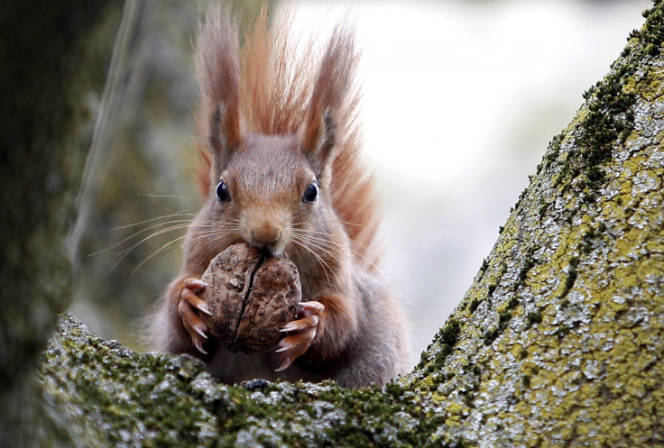 red squirrel