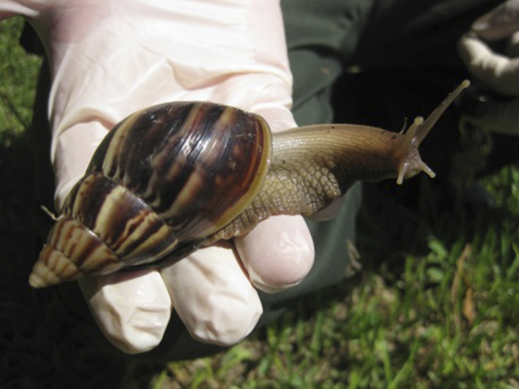 African Giant Snail (Reuters)