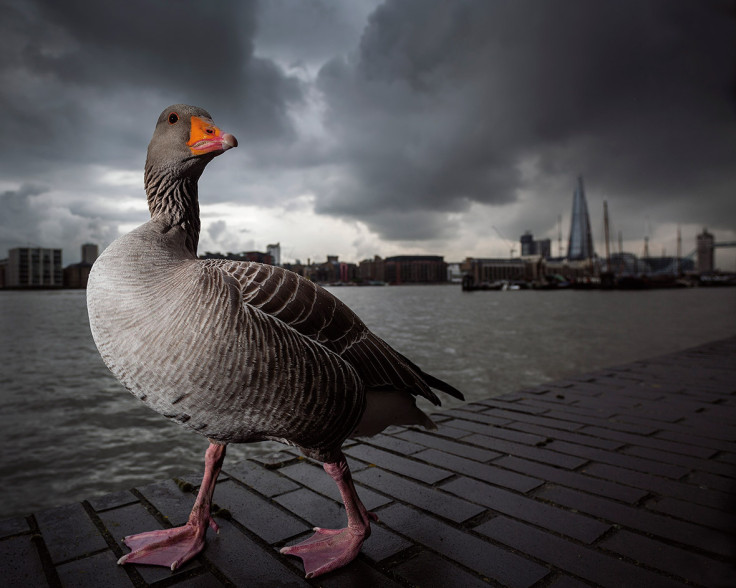 British Wildlife Photography Awards