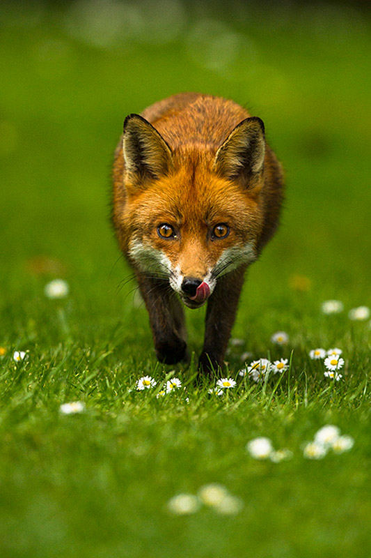 mist face uk Awards Wildlife British Winners Photography 2014