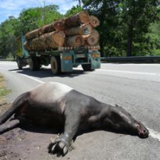 ROAD.KILL ROAD.KILL