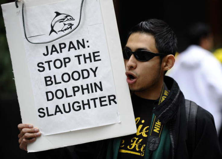 Dolphin hunting Japan protest