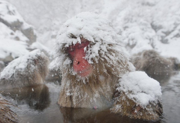 Japanese macaques