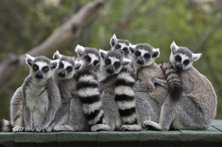 Lemurs