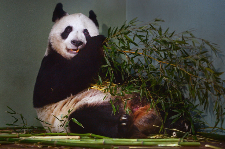 Tian Tian the giant panda may have miscarried, said Edinburgh Zoo