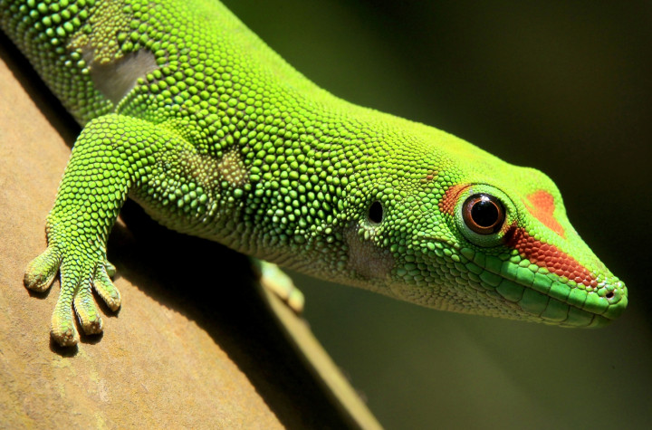 GECKO.SPACE GECKO.SPACE