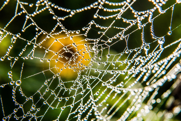 spider web dew