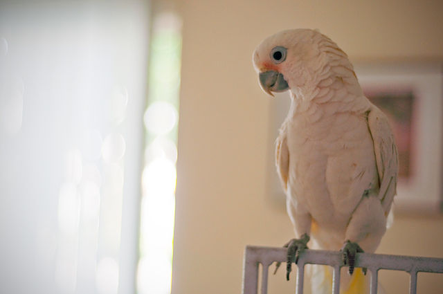 goffin cockatoo beginning training