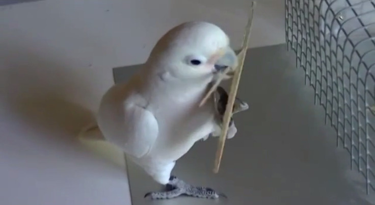 Goffin's cockatoo