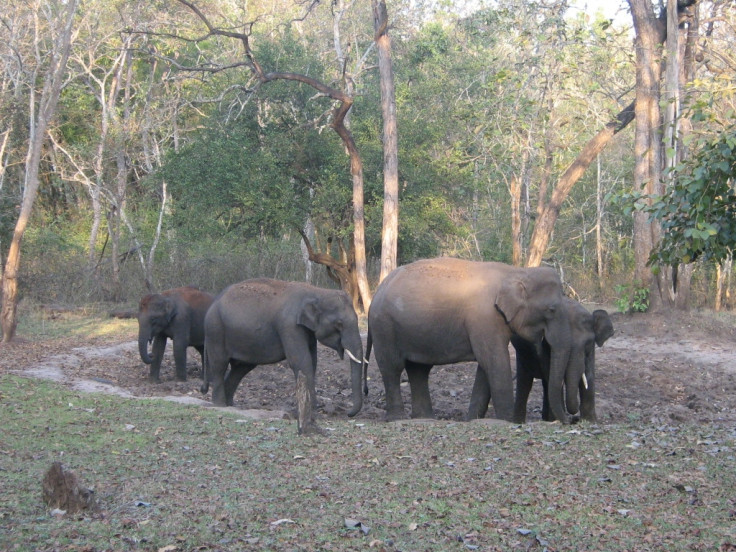 ASIAN.ELEPHANT