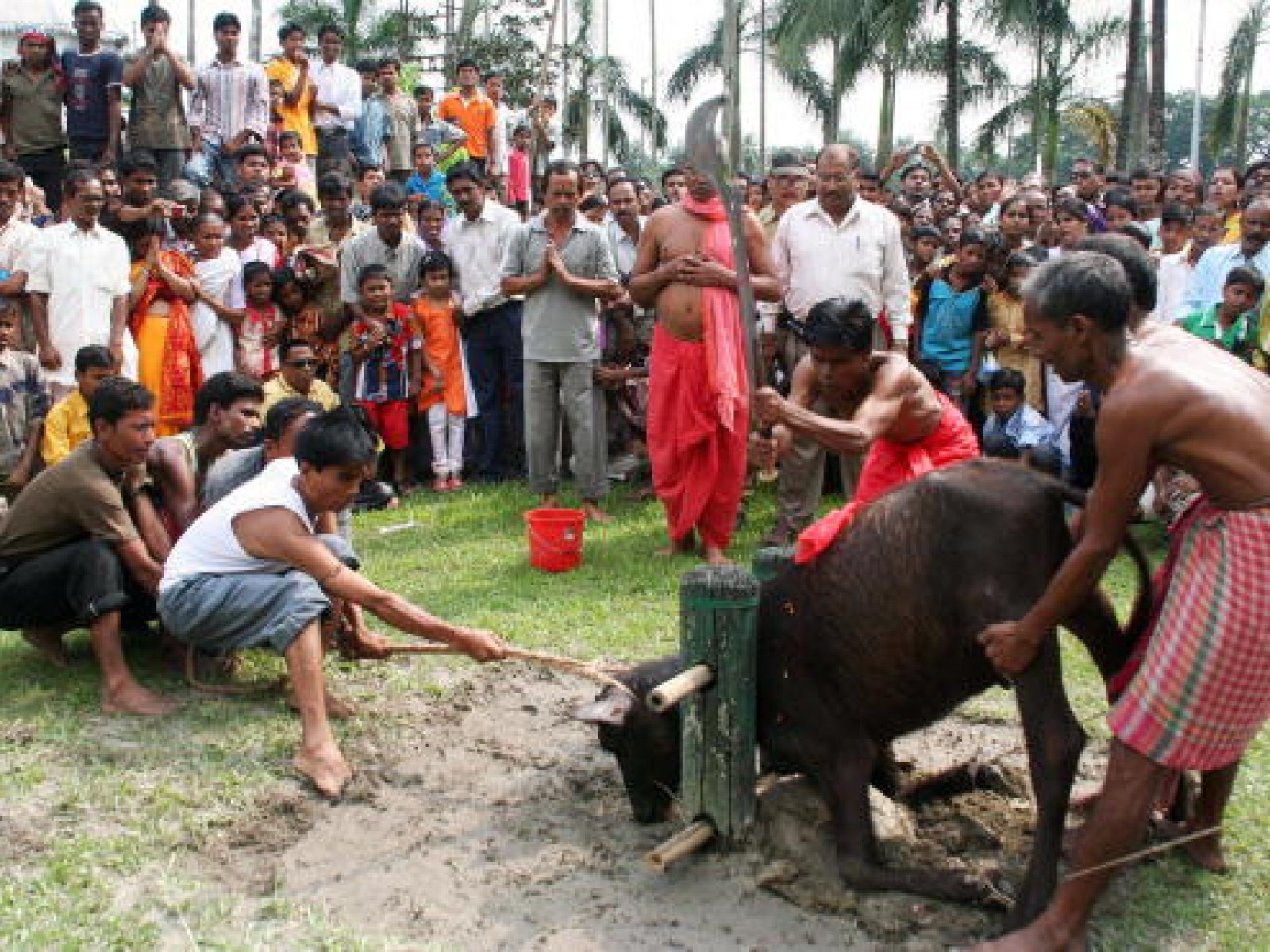 Indian Court Bans 'Cruel and Barbaric' Animal Sacrifices in Hindu Temples