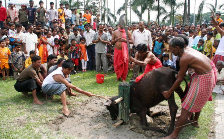 India animal sacrifice,