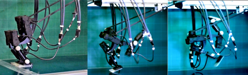 The Achires biped robot in action