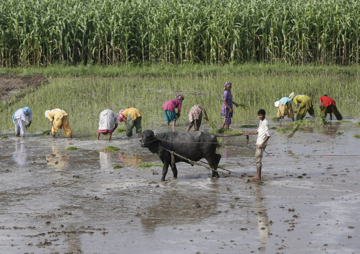 INDIA.RICE INDIA.RICE