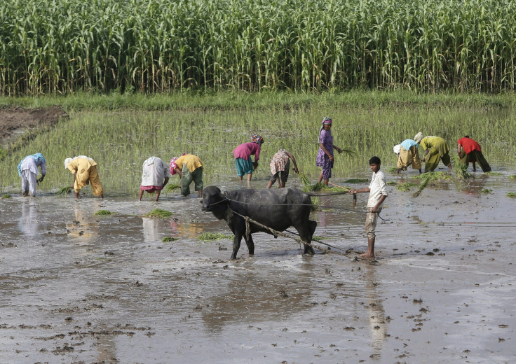 INDIA.RICE