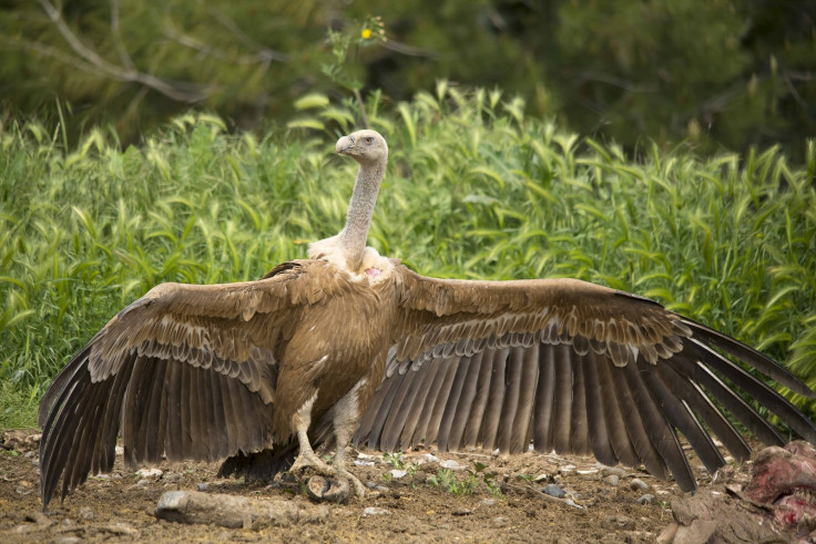 Griffon Vulture