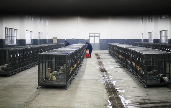 China Rabies