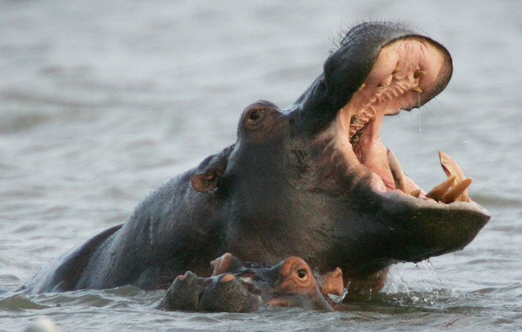 South Africa hippo