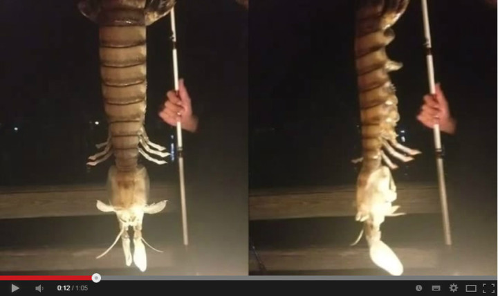 Huge Alien Shrimp Caught by Couple in Florida Huge Alien Shrimp Caught by Couple in Florida