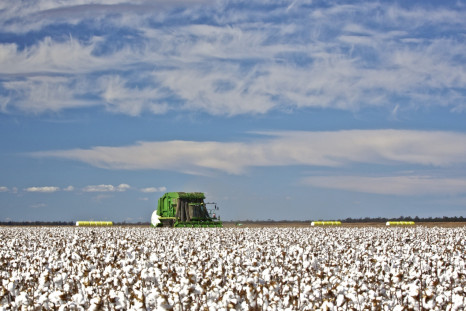 Australia cotton field