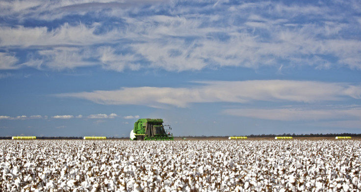 Australia cotton field