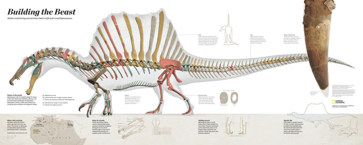 Spinosaurus