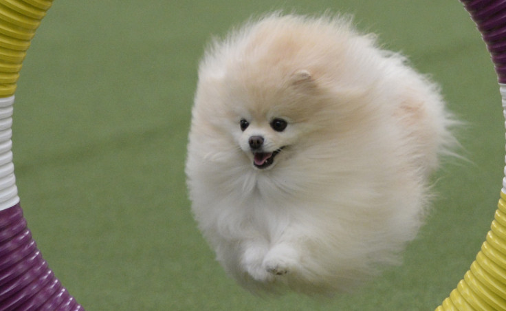 Pomeranian Dog (crop)