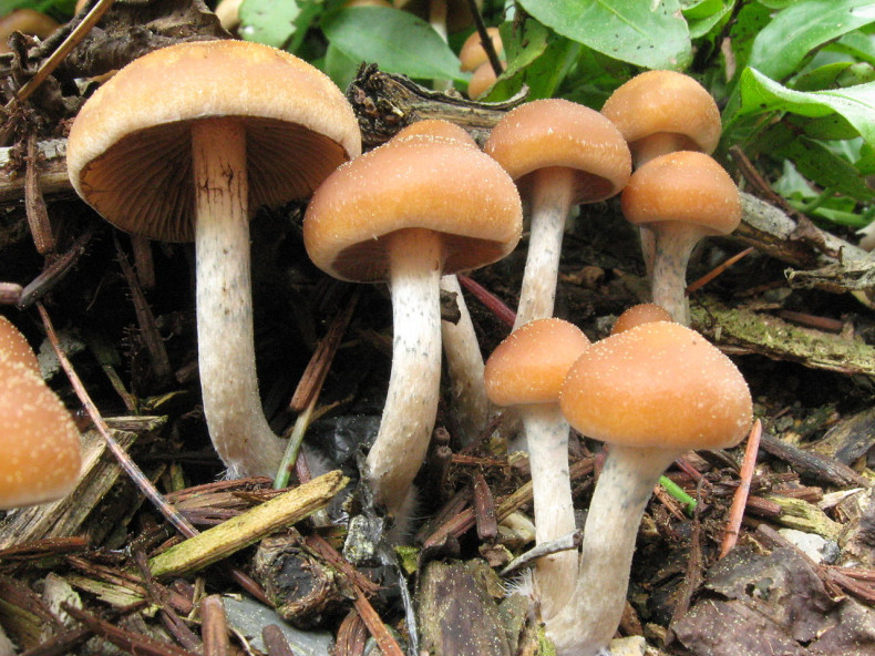Magic mushrooms - Psilocybe cyanofriscosa