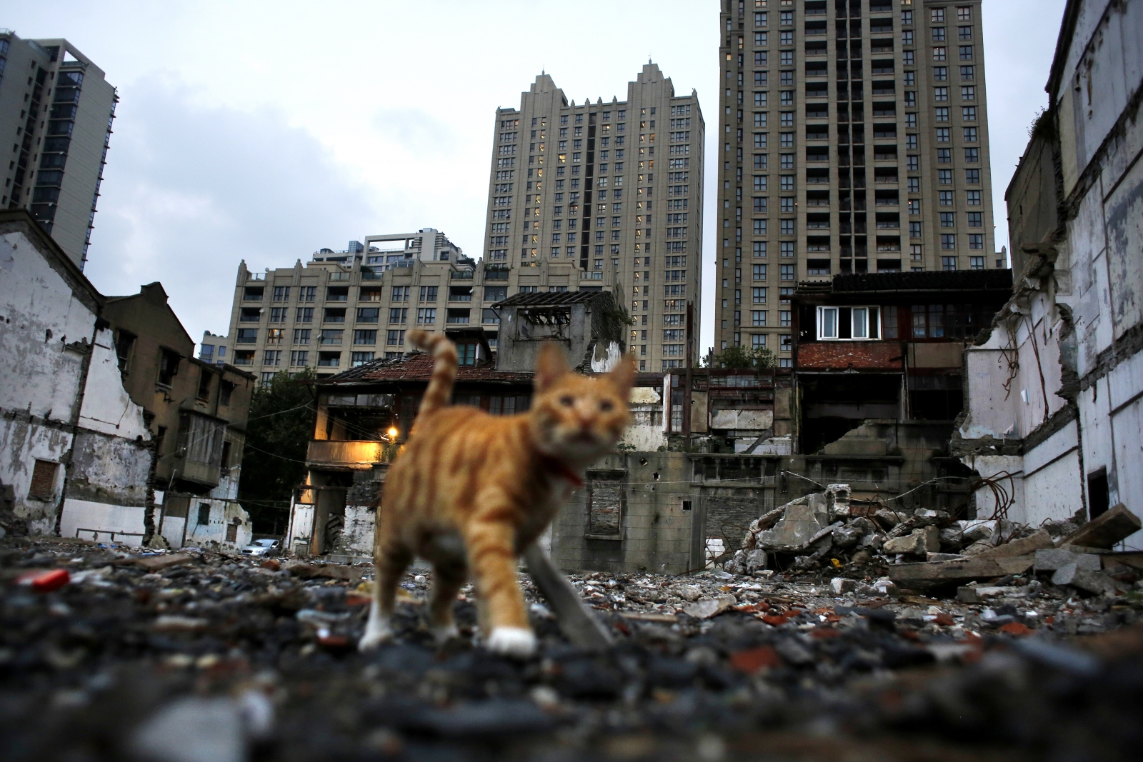 Cat Shanghai Xintiadi Demolition