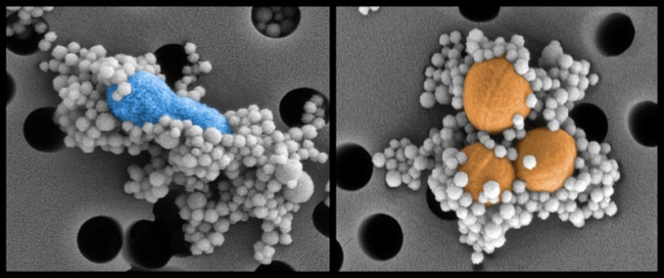 Magnetic nanobeads binding to pathogens