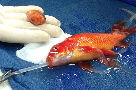 Goldfish George brain tumour operation