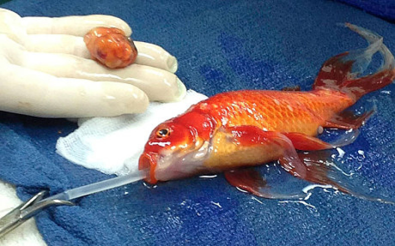 Goldfish George brain tumour operation
