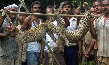 INDIA.LEOPARD INDIA.LEOPARD