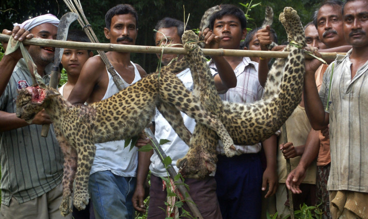 INDIA.LEOPARD