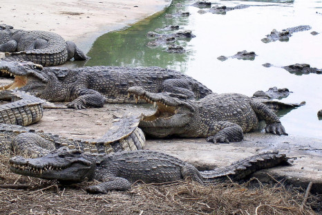 Wanpen Inyai was eaten alive by crocodiles at Bangkok Zoo in Thailand in suicide