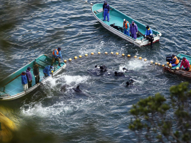 Dolphin hunting Japan