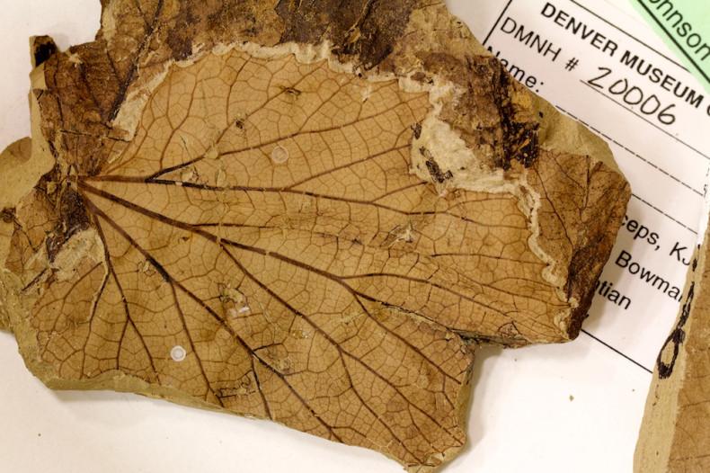Fossilised Leaf