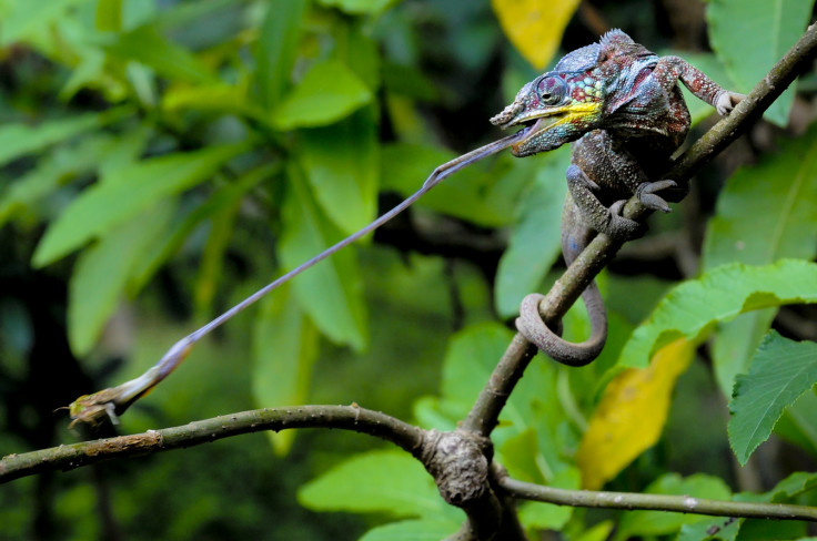 ZSL Animal Photography Prize 2014