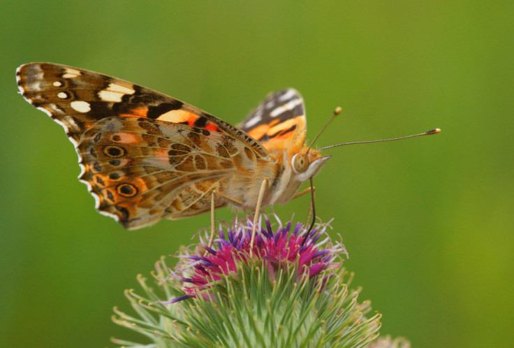 ZSL Animal Photography Prize 2014