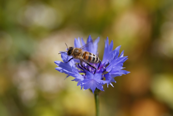 BEES.POLLINATION