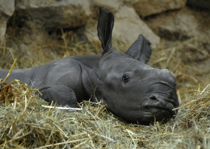 baby rhino