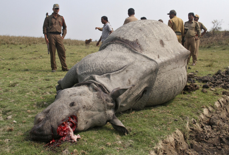 rhino poaching