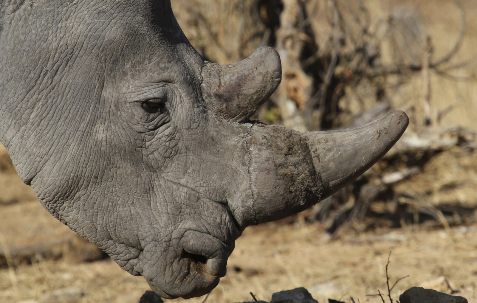Нос носорога. Глаза носорога.