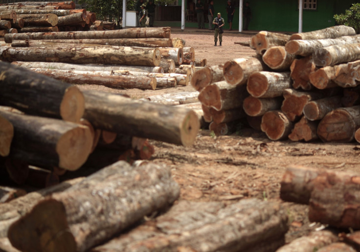 logging brazil