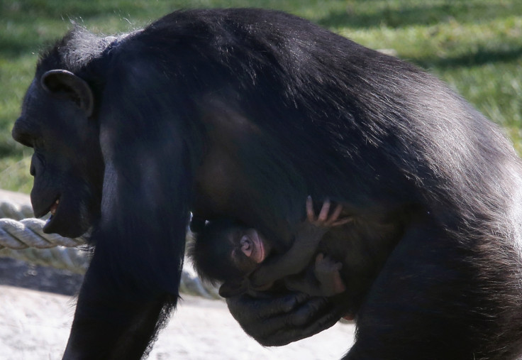 chimpanzee