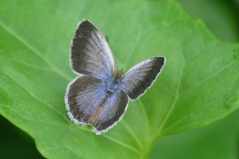 Pale Blue Grass Butterfly