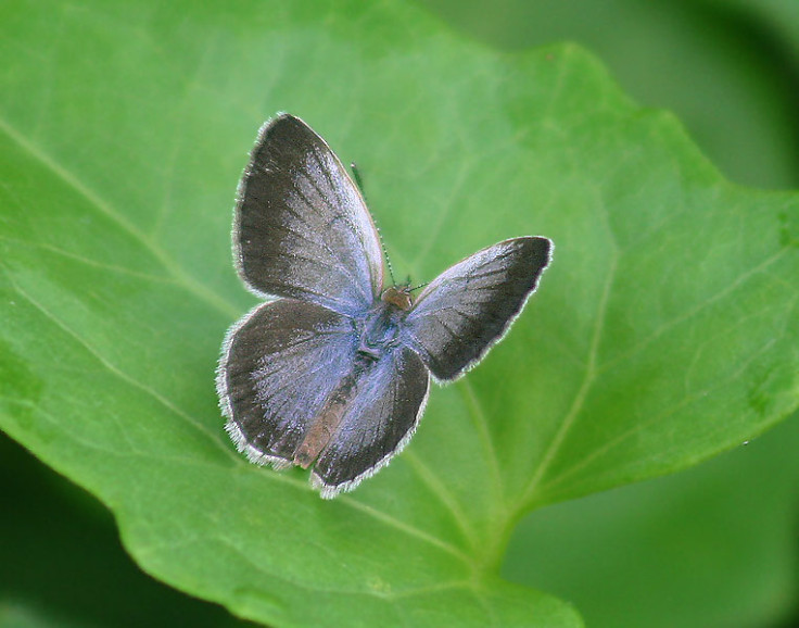 Pale Blue Grass Butterfly