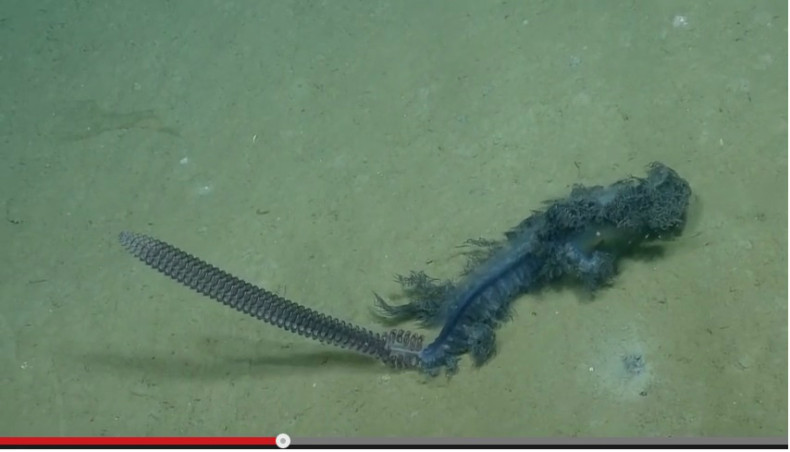 Mysterious Purple Sea Creature Left Scientists Baffled: Video Goes Viral on YouTube