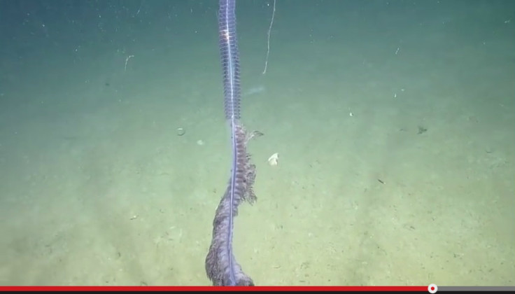 Mysterious Purple Sea Creature Spotted at Bottom of the Gulf of Mexico