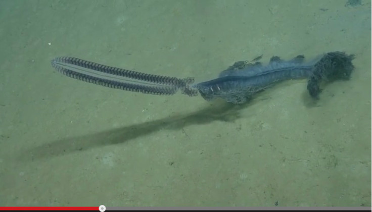 Mysterious Purple Sea Creature Spotted at Bottom of the Gulf of Mexico